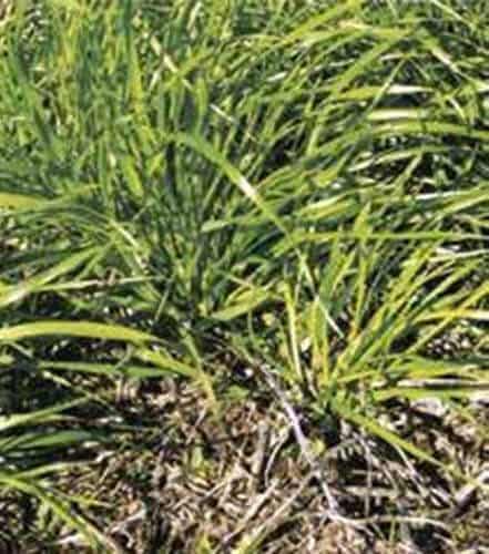 Semilla Pasto Ovillo Lidacta Certificado 15 Kilos