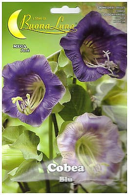 Semillas De Cobea Azul