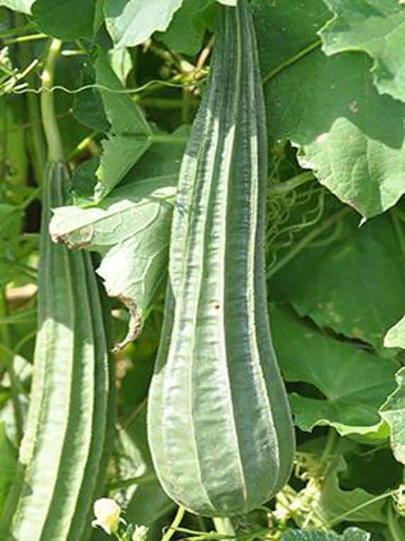 Semillas de Lufa