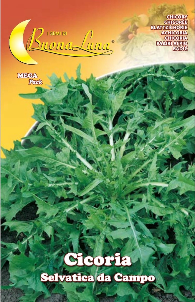 Semillas De Achicoria Silvestre De Campo