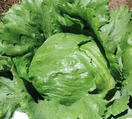 Semillas de Lechuga Montemar 100 Grs
