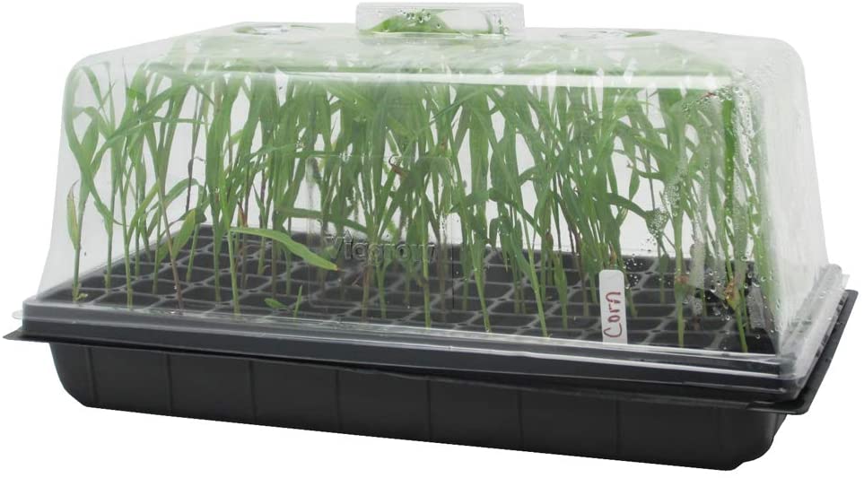 Kit de Almaciguera de 50 + Cúpula Alta + Bandeja de Germinación