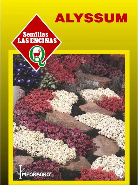 Semillas de Alyssum