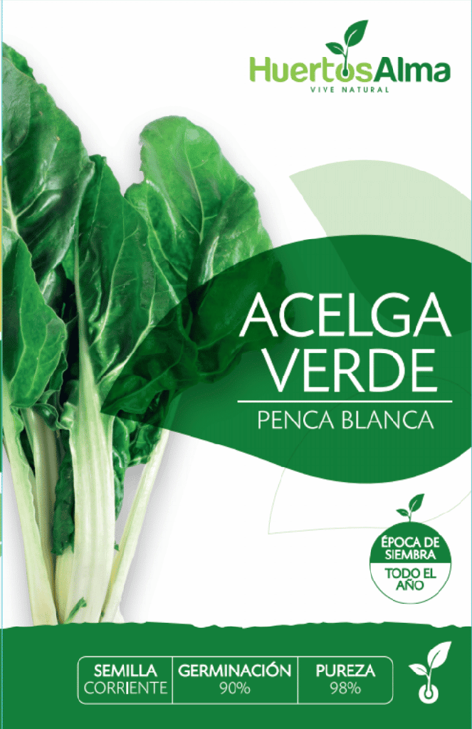 Semillas de Acelga Verde