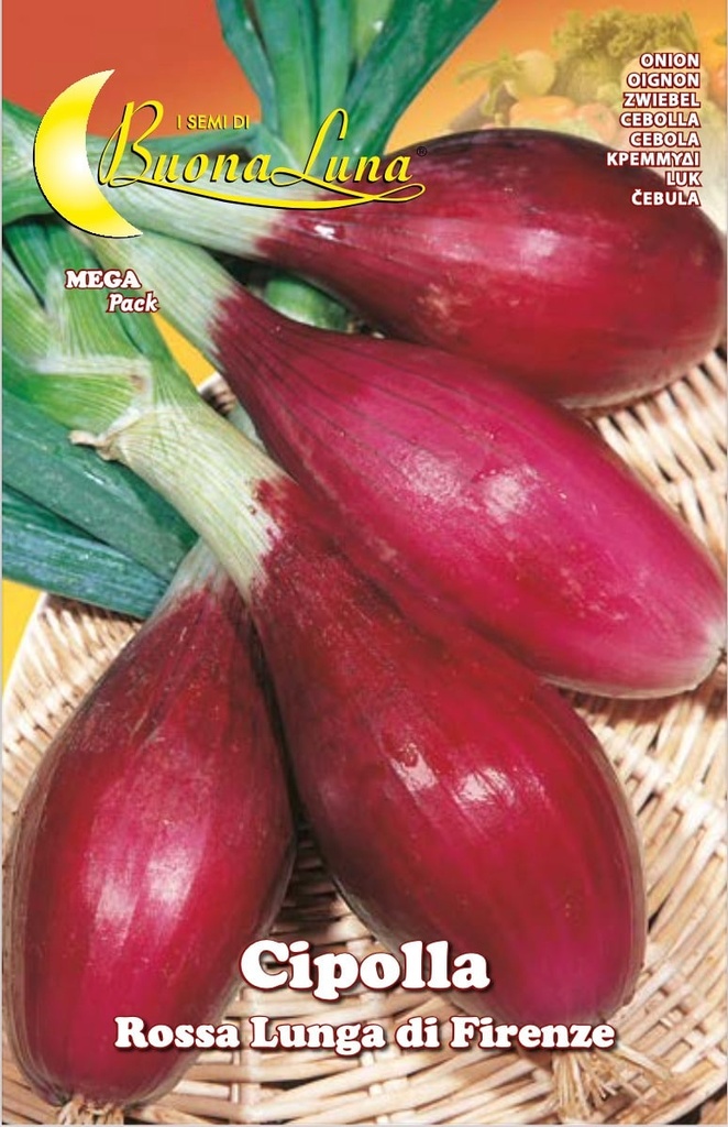 Semillas De Cebolla Morada Larga De Florencia