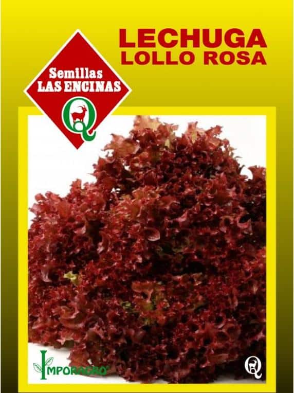 Semillas de Lechuga Lollo Rossa