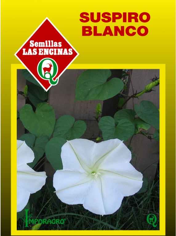 Semillas de Suspiro Blanco