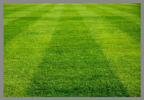 Semilla Rye Grass Perenne Academy Certificada 22.7 Kilos