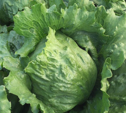 Semillas de Lechuga Milanesa Parker 100 Grs