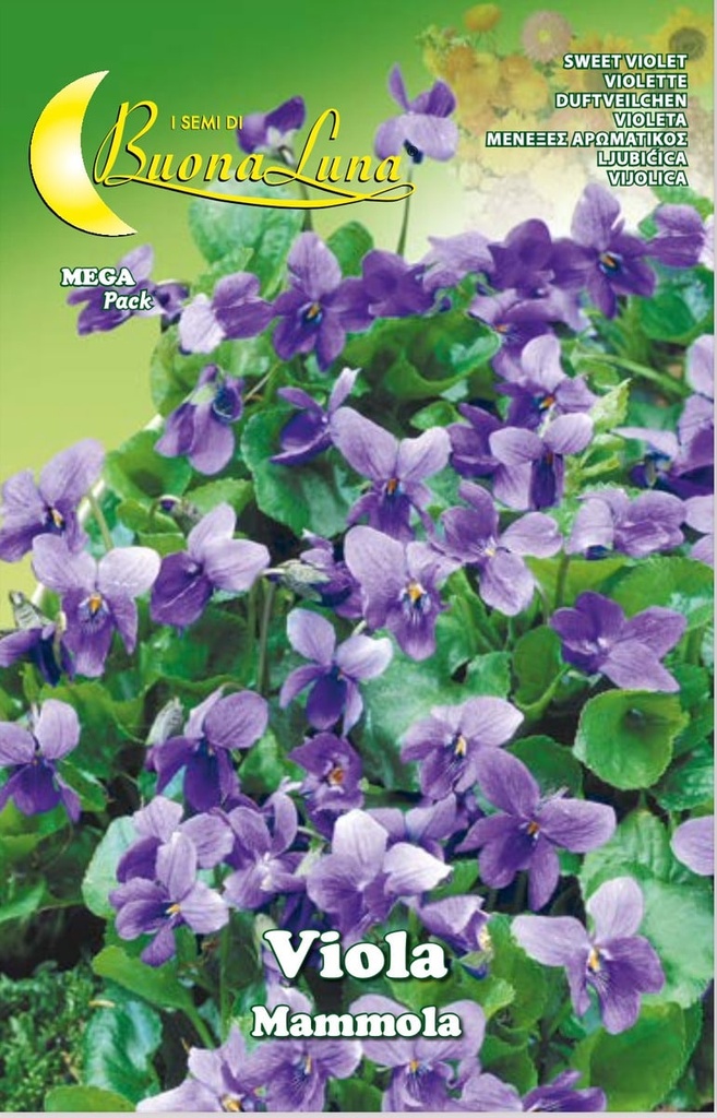 Semillas De Violeta Mammola
