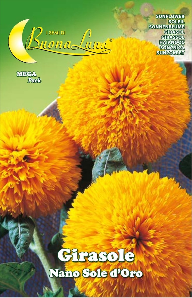 Semillas De Girasol Enano Sol de Oro