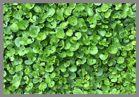 Semilla de Dichondra Repens 1KILO
