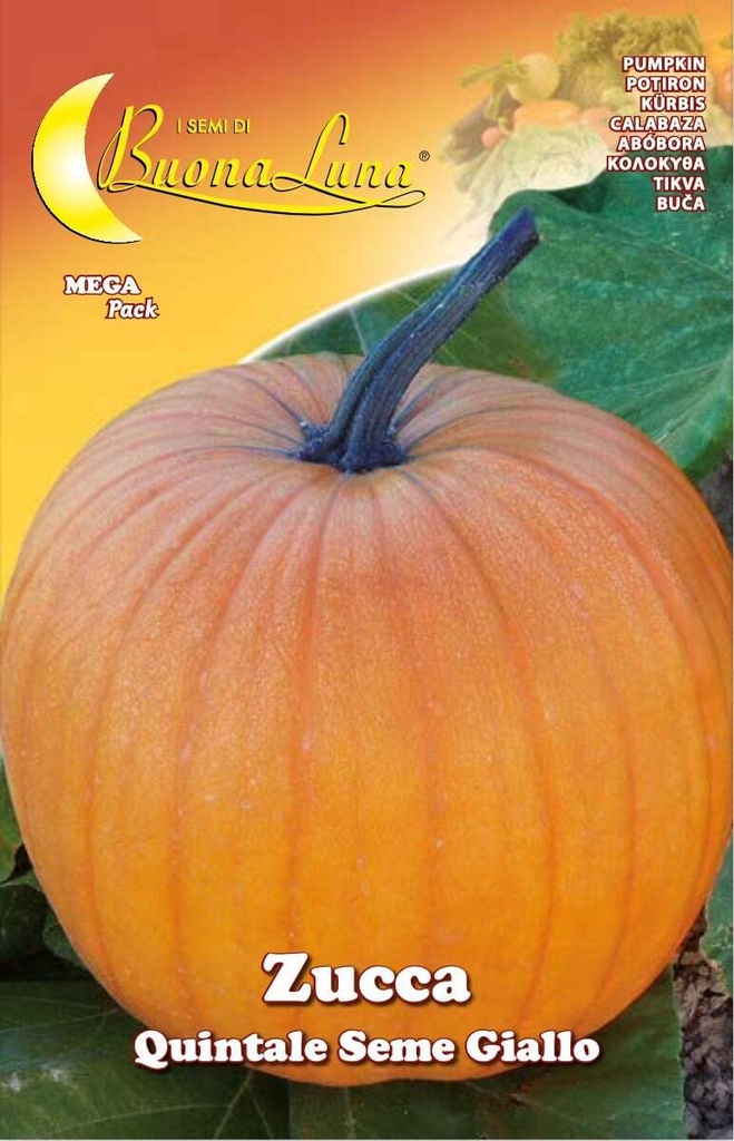 Semillas De Zapallo Quintal Semilla Amarilla