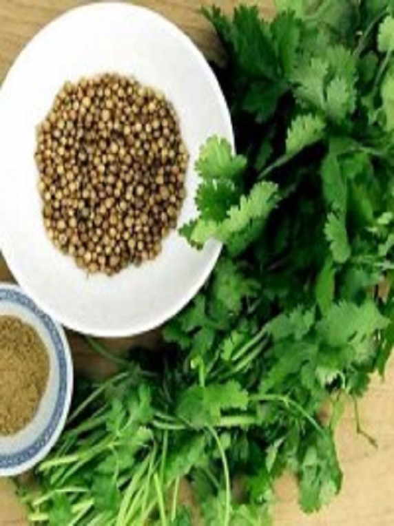 Cilantro Long Standing, Semilla Partida 1 Kilo