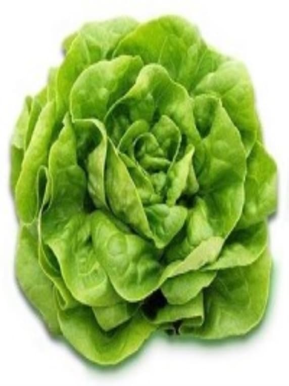 Lechuga Blanca de Boston 100 Grs