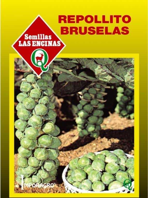 Semillas de Repollito Bruselas