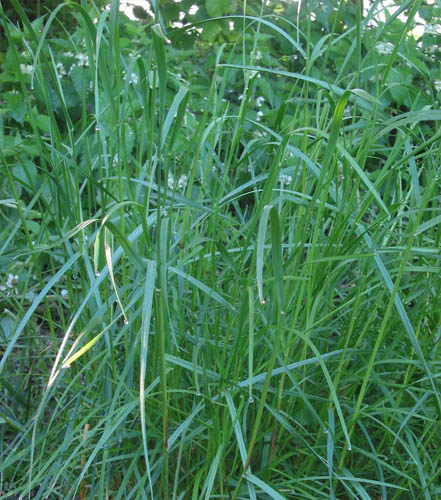 Semilla Ballica Grasslands Súper Tama 25 Kilos