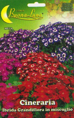 Semillas De Cineraria Híbrida De Grandiflora Mix