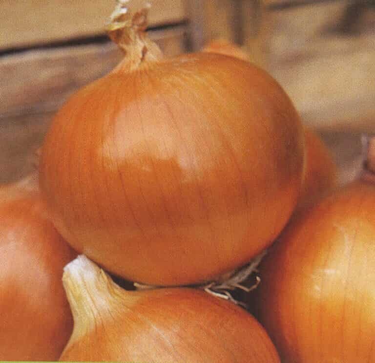 Semillas de Cebolla Valenciana Oro 100 Grs