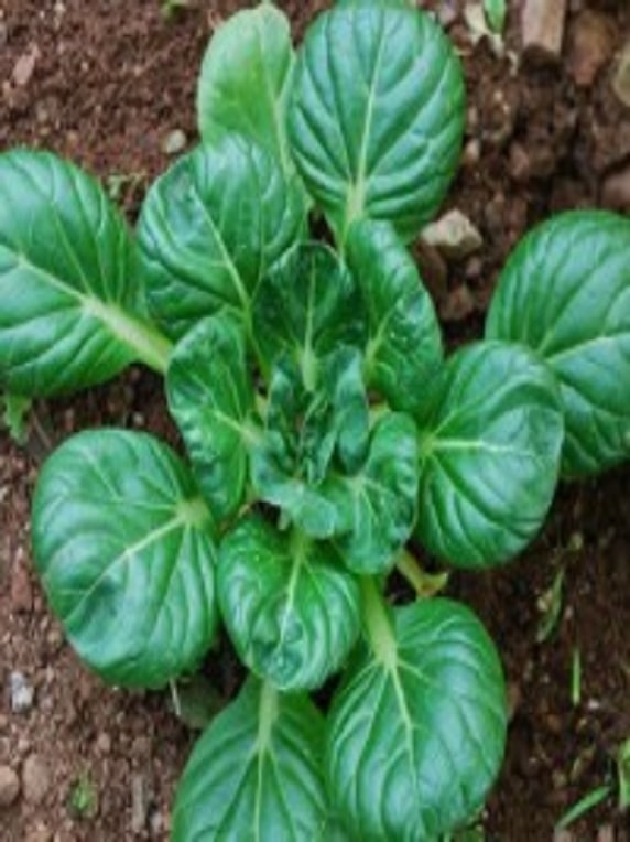 Col Tatsoi 500 Grs