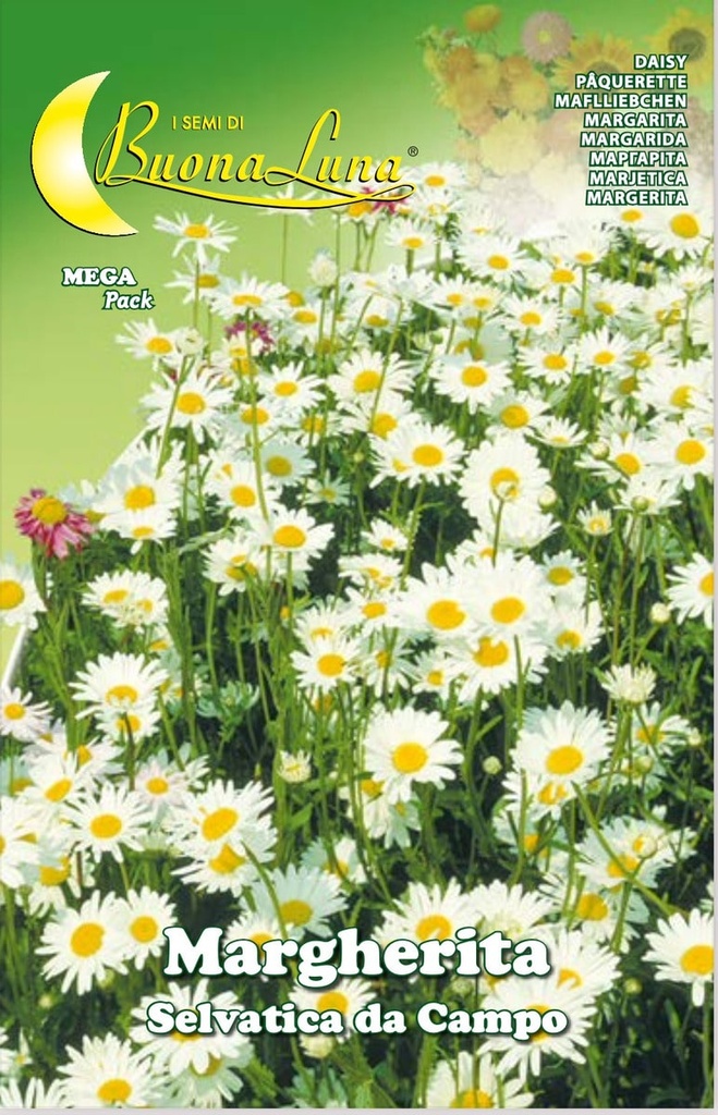 Semillas De Margarita Silvestre De Campo