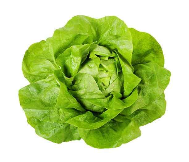 Semillas de Lechuga Española Arrep. Blanca de Boston 100 Grs