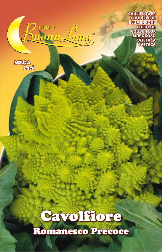 Semillas De Coliflor Romanesco Precoce