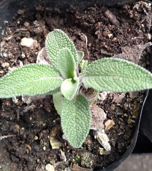 Semillas de Salvia (Especias) 50 Grs