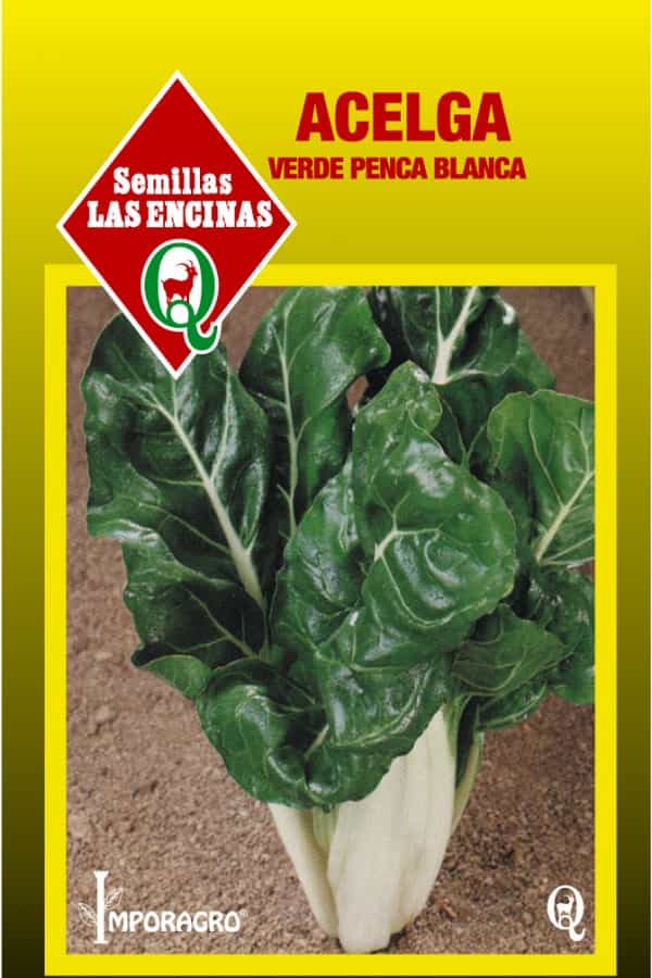 Semillas de Acelga Verde