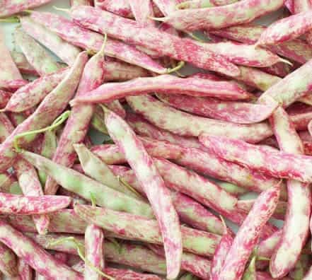 Semillas de Frejol Vaina Colorada Especial 25 Kilos