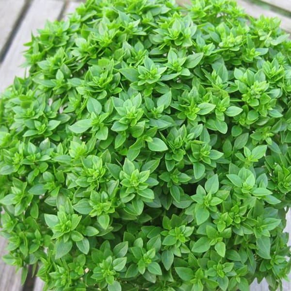 Semillas de Albahaca Enana 100 Grs