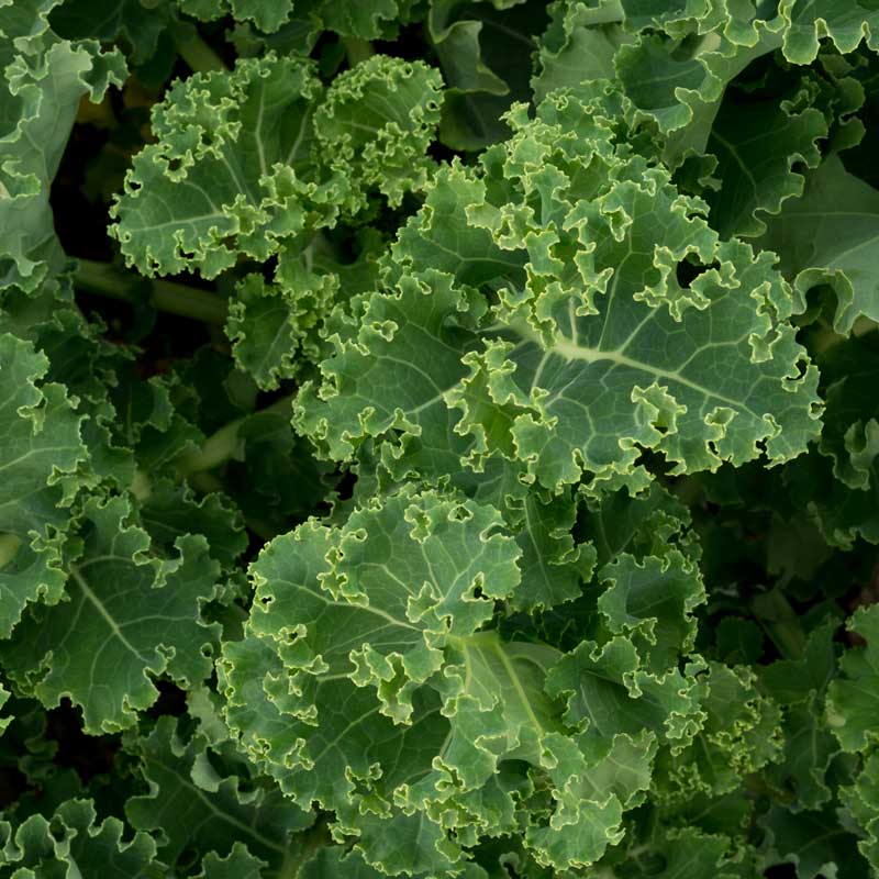 Semillas de Kale Green 100 Grs