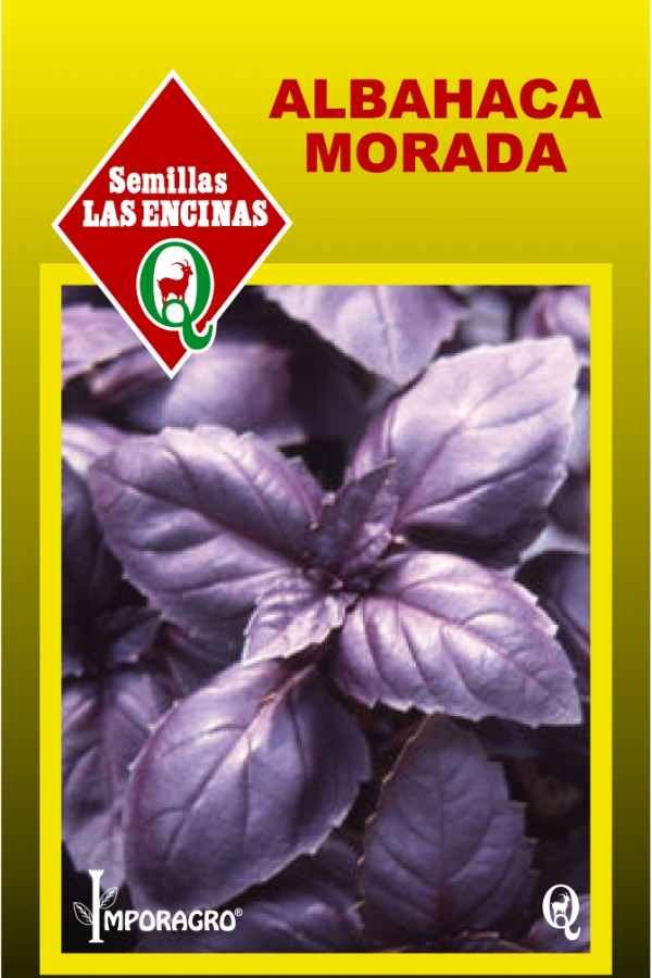 Planta de albahaca morada