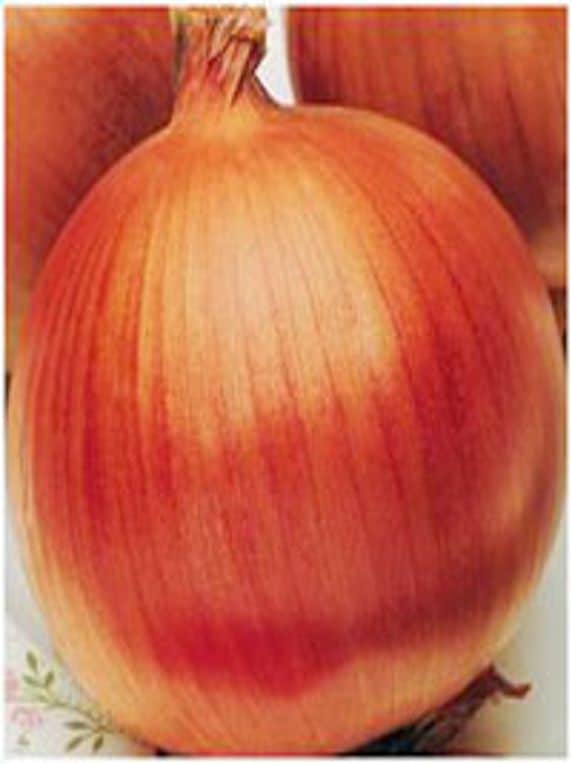 Cebolla Valenciana Mejorada De Guarda 500 GRS