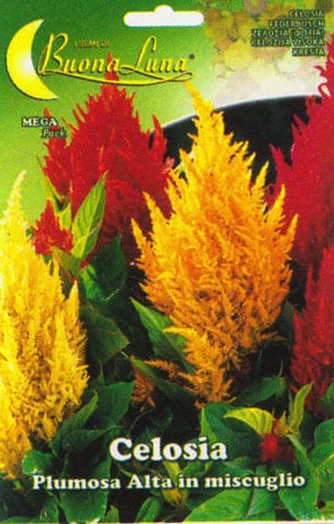 Semillas De Celosia Plumosa Alta