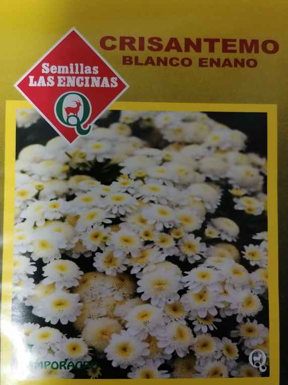 Semillas de Crisantemo