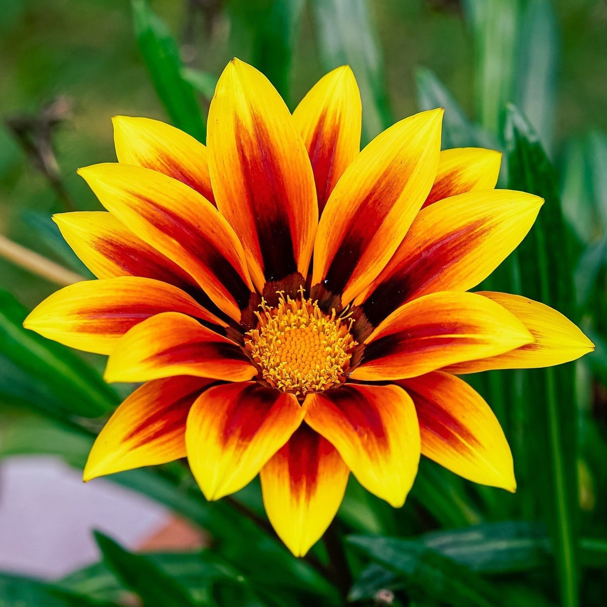 Semillas De Gazania Mix - Imagen 4