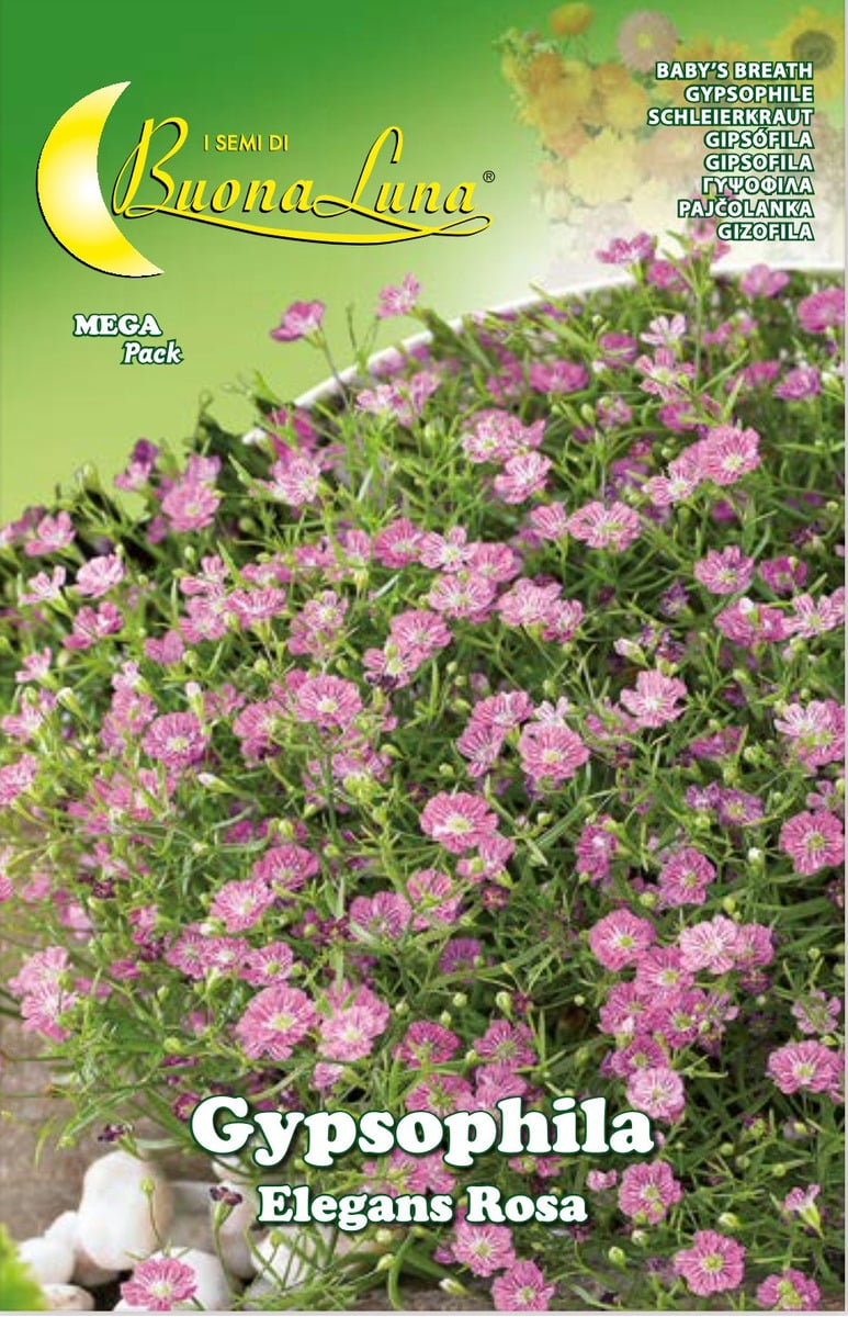 Semillas De Gipsofila Rosa