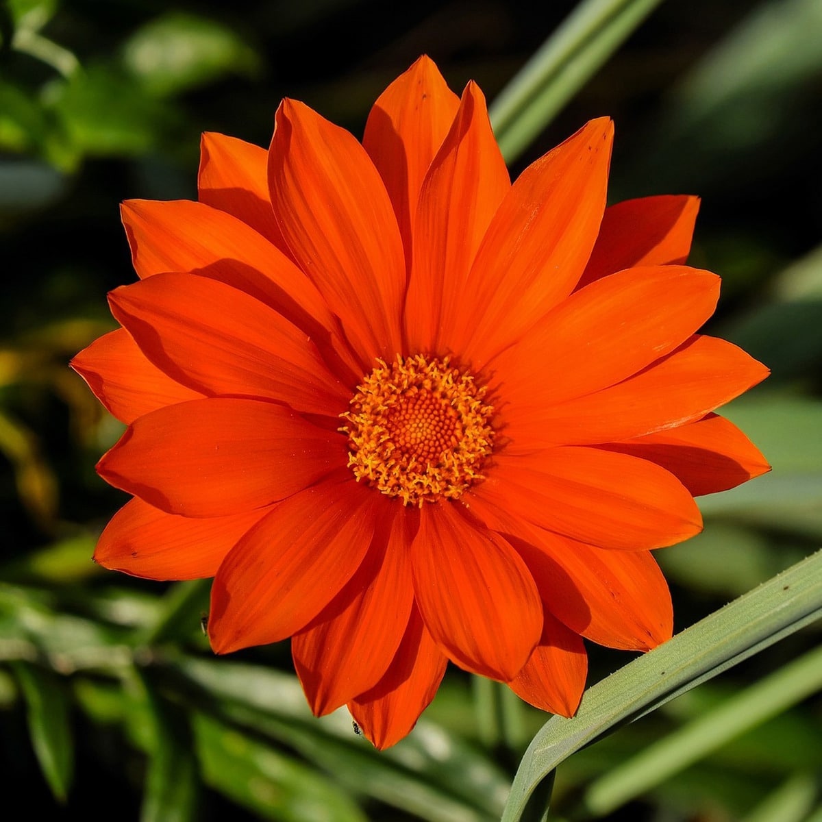 Semillas De Gazania Mix - Imagen 3