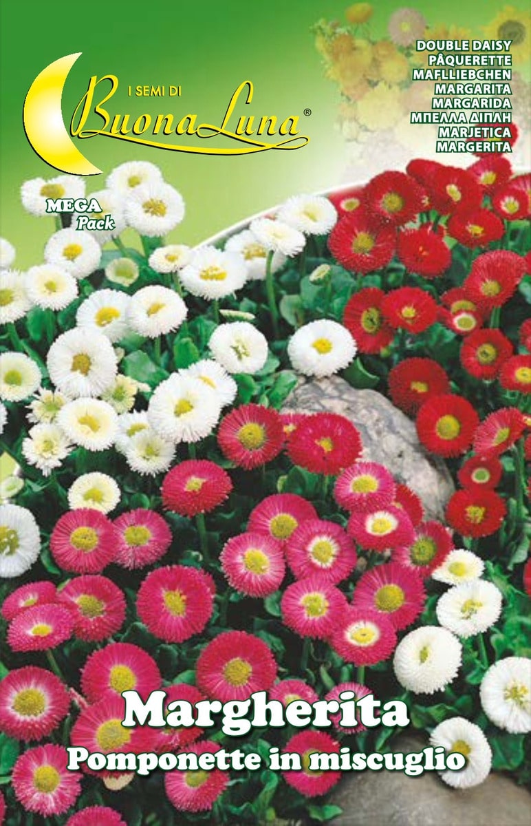 Semillas De Margarita Pompones Mix