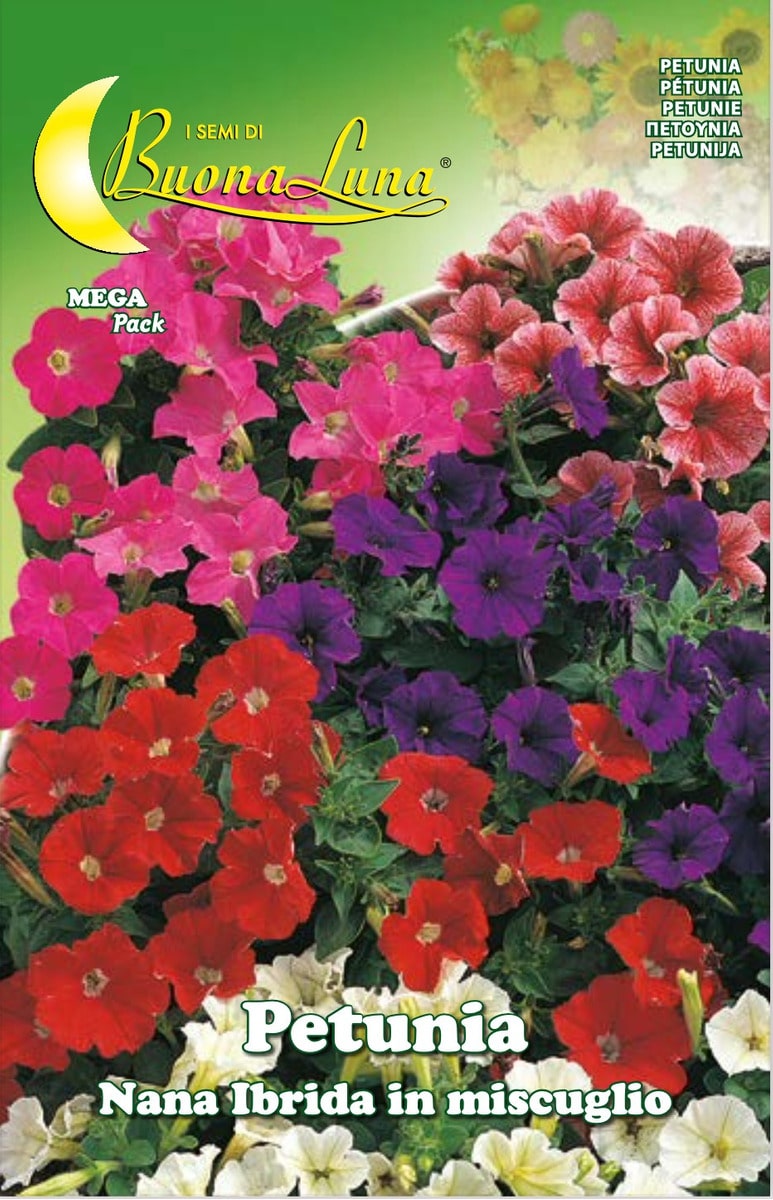 Semillas De Mezcla Híbrida De Petunia Nana
