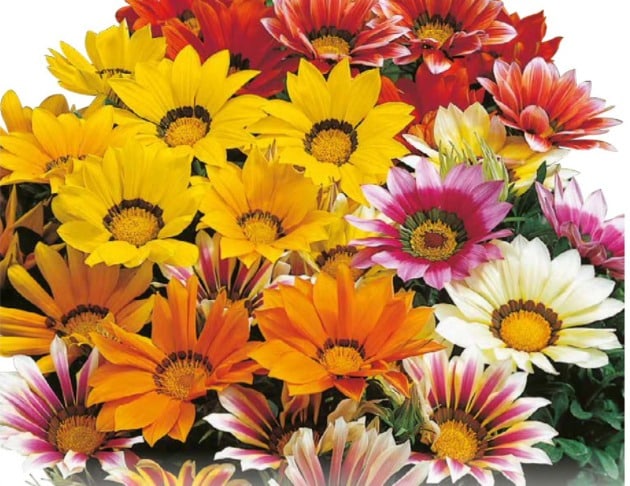Semillas De Gazania Mix - Imagen 5
