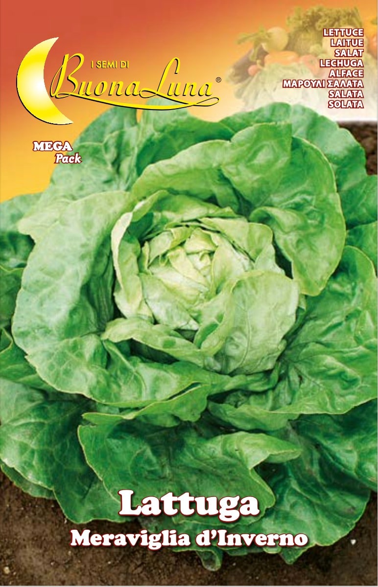Semillas De Lechuga Maravilla De Invierno