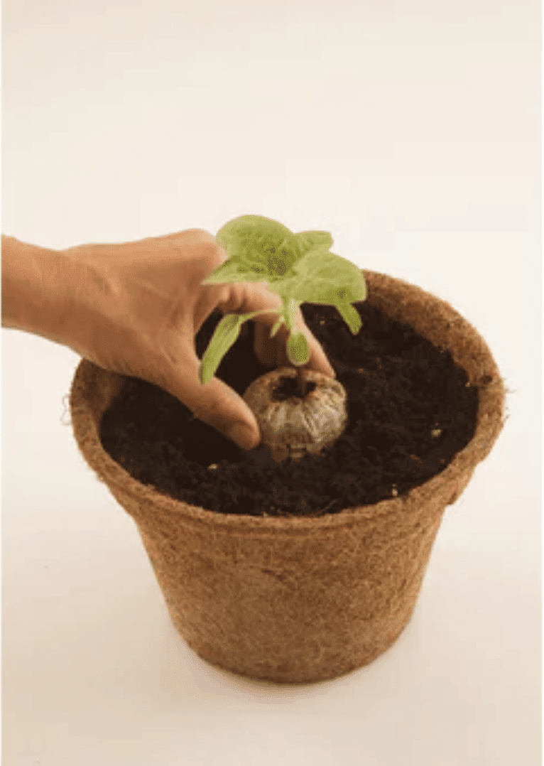Macetero Biodegradable de Turba y Celulosa Jiffy pot de 431 cc - Imagen 7