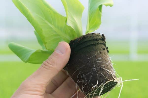 Macetero Biodegradable de Turba y Celulosa Jiffy pot de 431 cc - Imagen 3