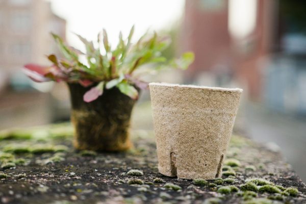 Macetero Biodegradable de Turba y Celulosa Jiffy pot de 431 cc - Imagen 4