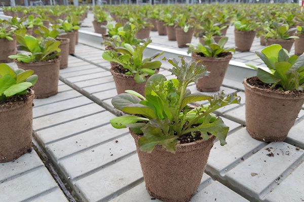 Macetero Biodegradable de Turba y Celulosa Jiffy pot de 431 cc - Imagen 5