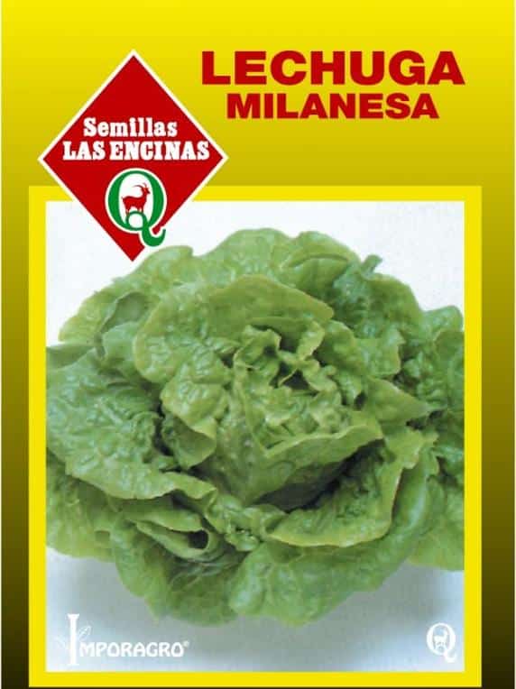 Semillas de Lechuga Milanesa