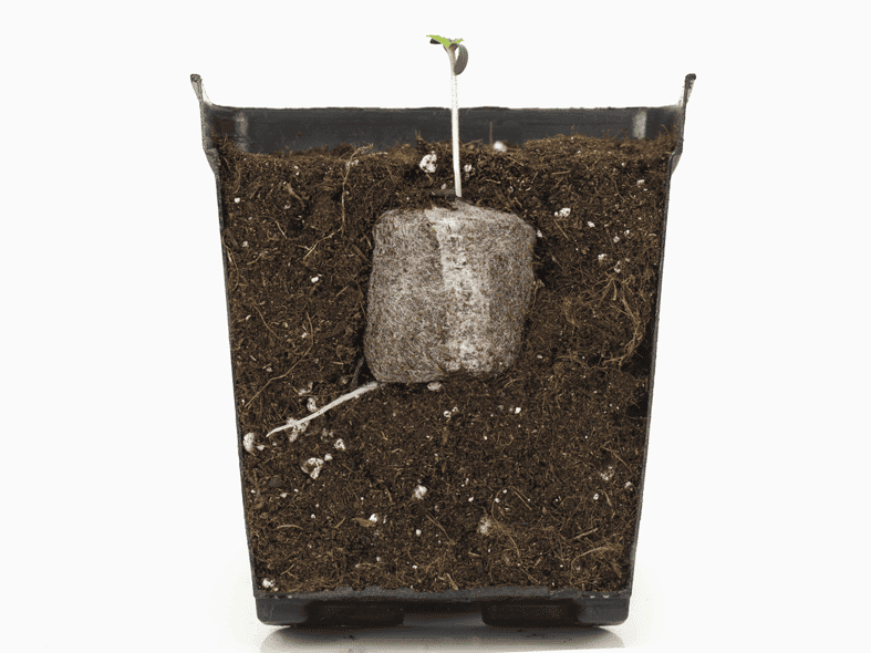 Macetero Biodegradable de Turba y Celulosa Jiffy pot de 431 cc - Imagen 6