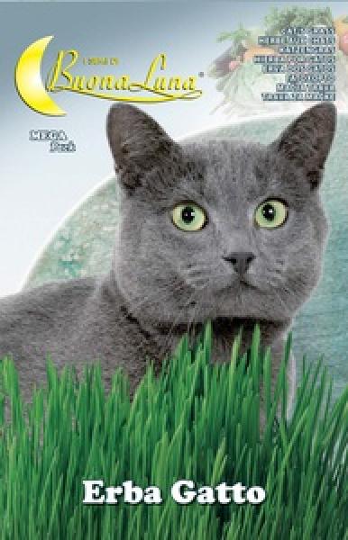 Semillas De Hierba De Gato
